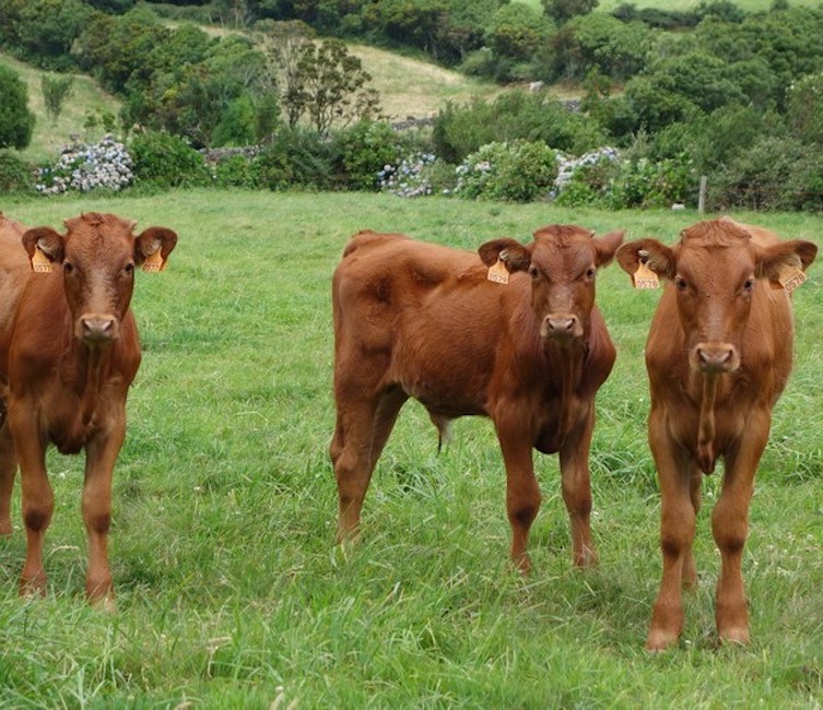 carne de vitela biologica acores